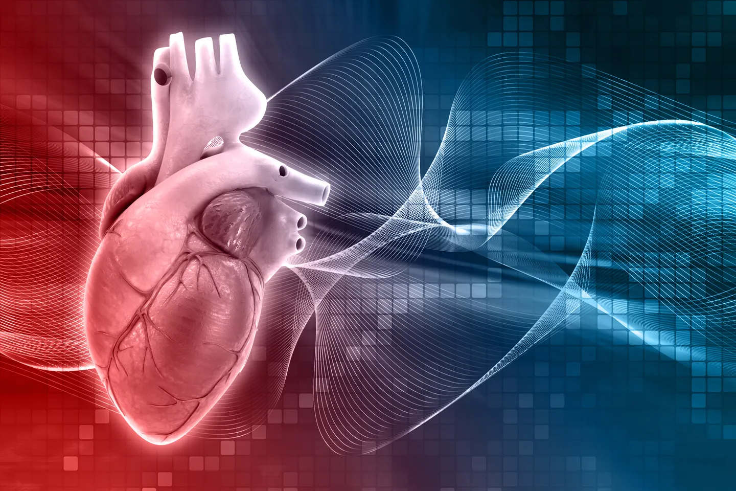 A human heart - Cardiac Drug Discovery Laboratory 