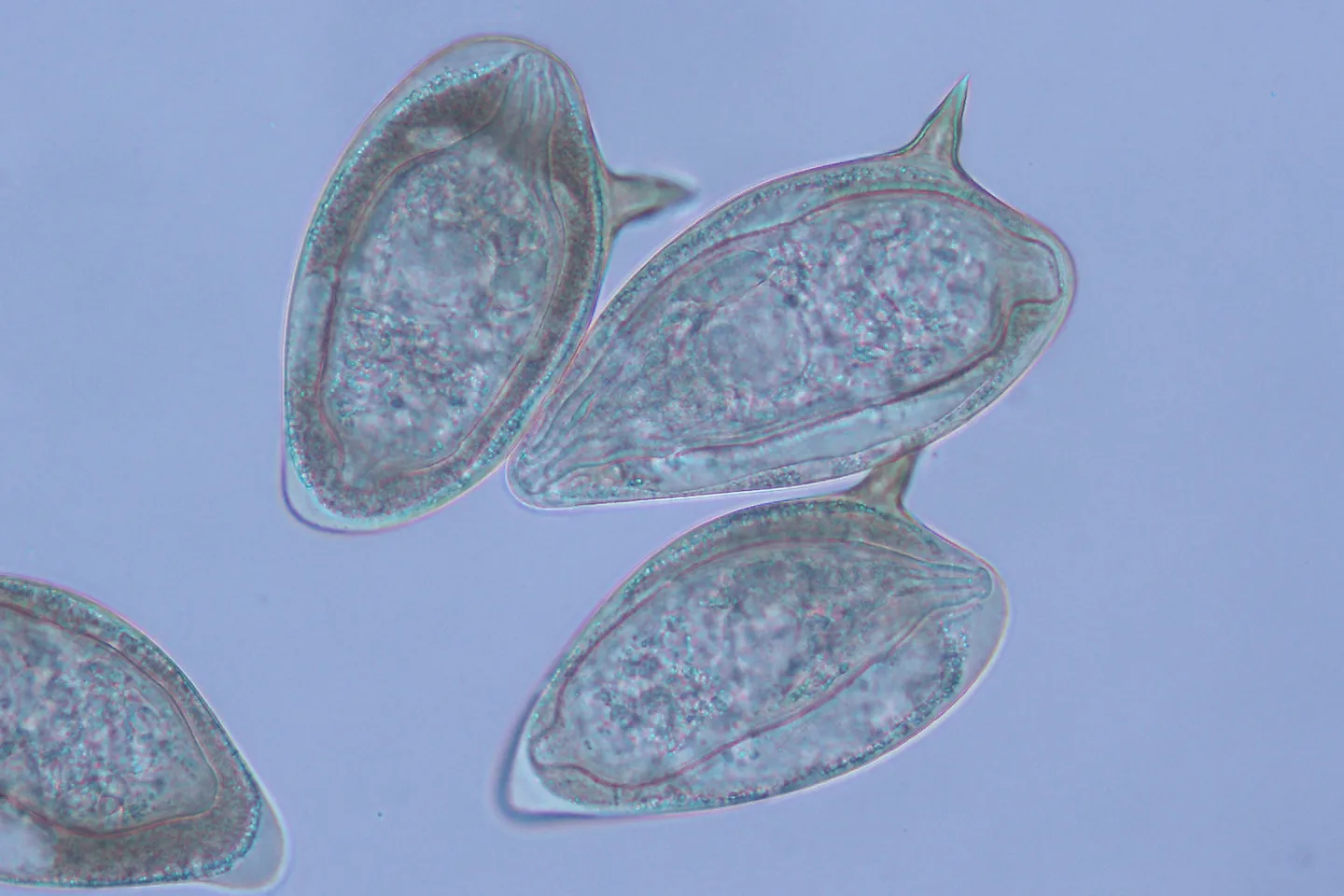 The Molecular Parasitology Laboratory - web graphic