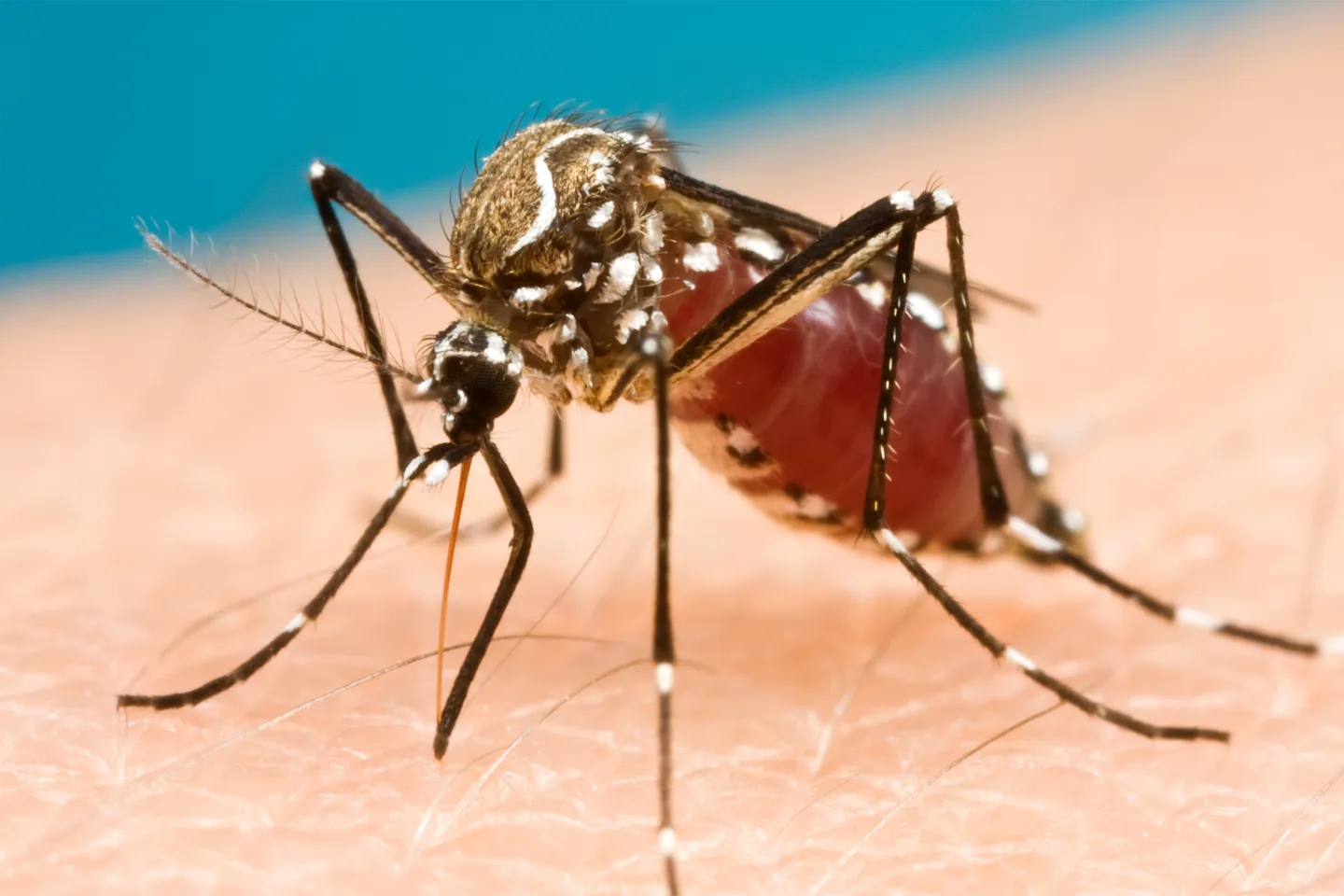 Other mosquito-borne diseases - web graphic