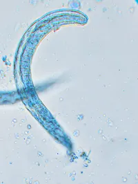 The Molecular Parasitology Laboratory - strongyloides