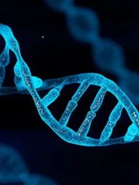 A DNA helix