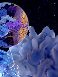 The Antigen Presentation and Immunoregulation Laboratory  web graphic