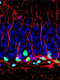 The Cancer Neuroscience Laboratory - web graphic