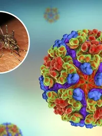 The Emerging Viral Diseases Laboratory - chikingunya virus