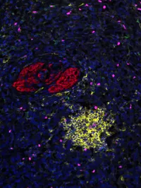 The Post Treatment Cancer Immunobiology Laboratory - web graphic