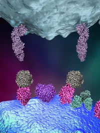 The Molecular Immunology Laboratory - web graphic