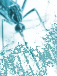 Mosquito Genomics Laboratory - web graphic