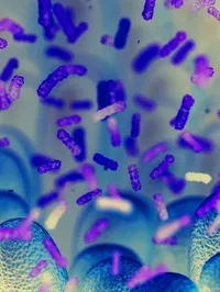 The Mucosal Immunology group - web graphic