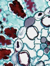 Barrier Immunity interim graphic