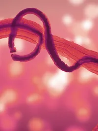 Schistosomiasis - graphic