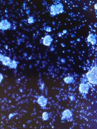 The Translational Cancer Immunotherapy Laboratory - web graphic