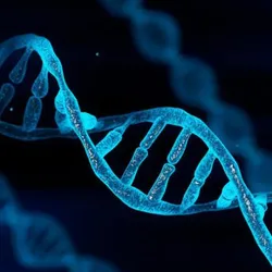 A DNA helix