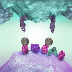 Cell mechanisms