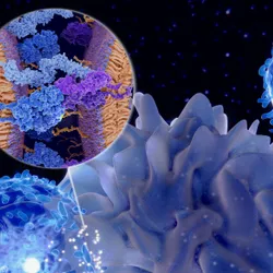 The Antigen Presentation and Immunoregulation Laboratory  web graphic