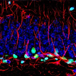 The Cancer Neuroscience Laboratory - web graphic
