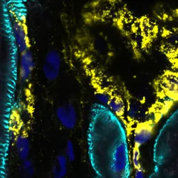 Cardiac Bioengineering QIMR raphic
