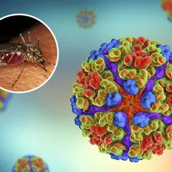 The Emerging Viral Diseases Laboratory - chikingunya virus