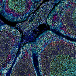 Microscopy Facility - cells under a microscope