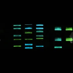 Cell Line Quality Control Service - web graphic