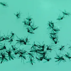 Dengue fever - web graphic