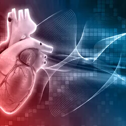 A human heart - Cardiac Drug Discovery Laboratory 