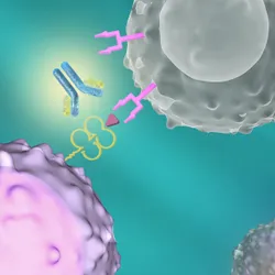 The Immunopathology Laboratory web graphic