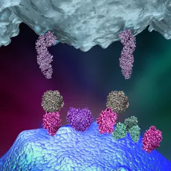 The Molecular Immunology Laboratory - web graphic