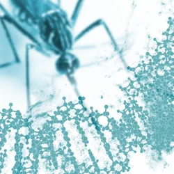 Mosquito Genomics Laboratory - web graphic