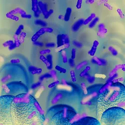 The Mucosal Immunology group - web graphic