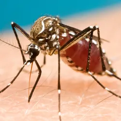 Other mosquito-borne diseases - web graphic