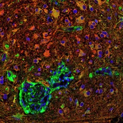 Sid Faithfull Brain Cancer Laboratory - web graphic