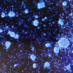 The Translational Cancer Immunotherapy Laboratory - web graphic