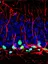 The Cancer Neuroscience Laboratory - web graphic