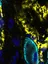 Cardiac Bioengineering QIMR raphic