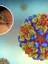 The Emerging Viral Diseases Laboratory - chikingunya virus