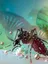 Global Health and Tropical Medicine - web graphic
