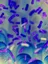 The Mucosal Immunology group - web graphic