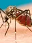 Other mosquito-borne diseases - web graphic