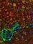 Sid Faithfull Brain Cancer Laboratory - web graphic