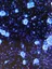 The Translational Cancer Immunotherapy Laboratory - web graphic