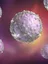 Tumour Immunology Laboratory - web graphic