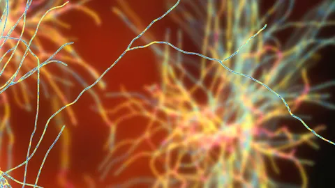 Genetics of Epilepsy