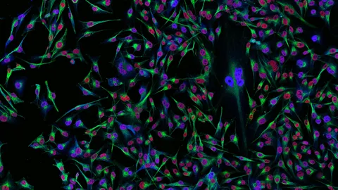 QIMR Berghofer researchers lead landmark clinical trial on how Australians can better protect themselves from skin cancer