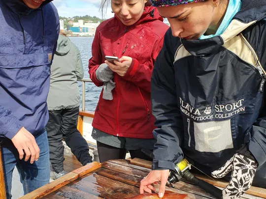 Investigating a squid