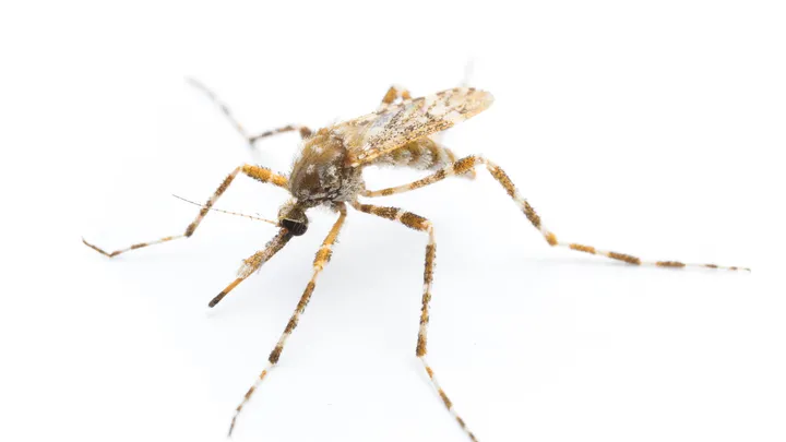 Female Aedes alternans (isn't she pretty?)