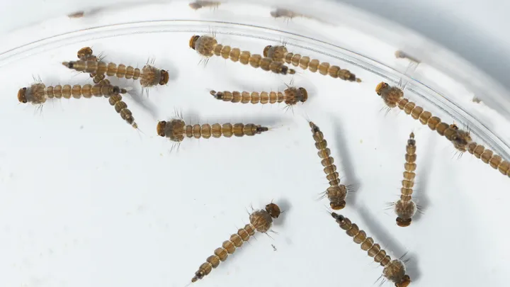 Aedes larvae