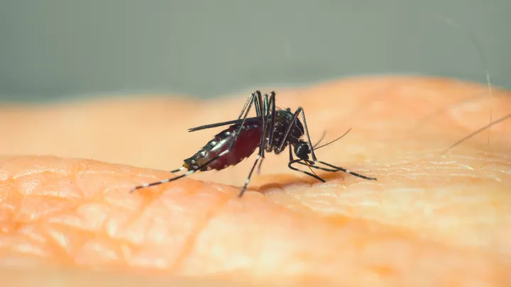 Aedes notoscriptus blood feeding