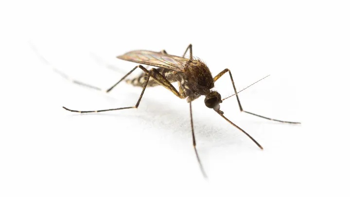 Aedes procax