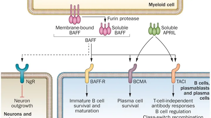 BAFF mechanism