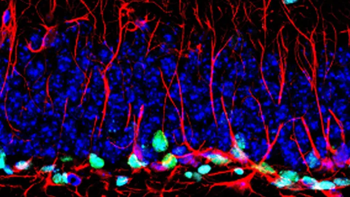 The Cancer Neuroscience Laboratory - web graphic